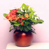 Wonderful Ixora Flowering Plant Online