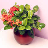 Buy Wonderful Ixora Flowering Plant Online
