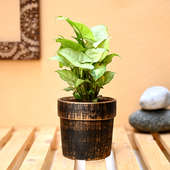 Wood Vase Syngonium Plant - Foliage Plant Indoors in Wooden Geomatrical Vase