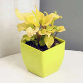 Xanadu Philodendron Plant Golden in a Vase