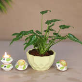 Diwali Gift Combo of Xanadu Plant and Diyas Set