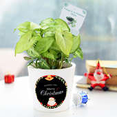 Xmas Neon Plant - Foliage Plant Indoors in Conical Printed Vase