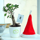 Xmas Wishes Pot - Bonsai Plant Indoors in Rhonda Vase and Christmas Cap