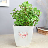 XOXO Jade Plant