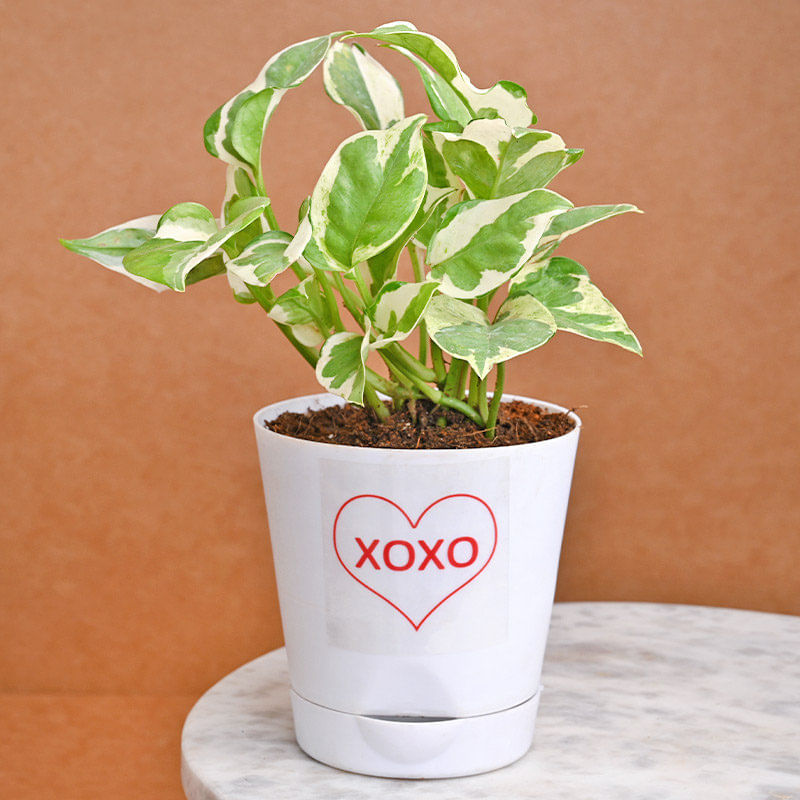 Xoxo Pothos Plant