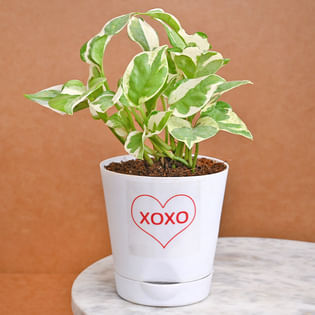 Xoxo Pothos Plant