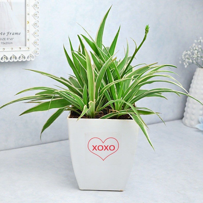 XOXO Spider Plant