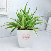 XOXO Spider Plant