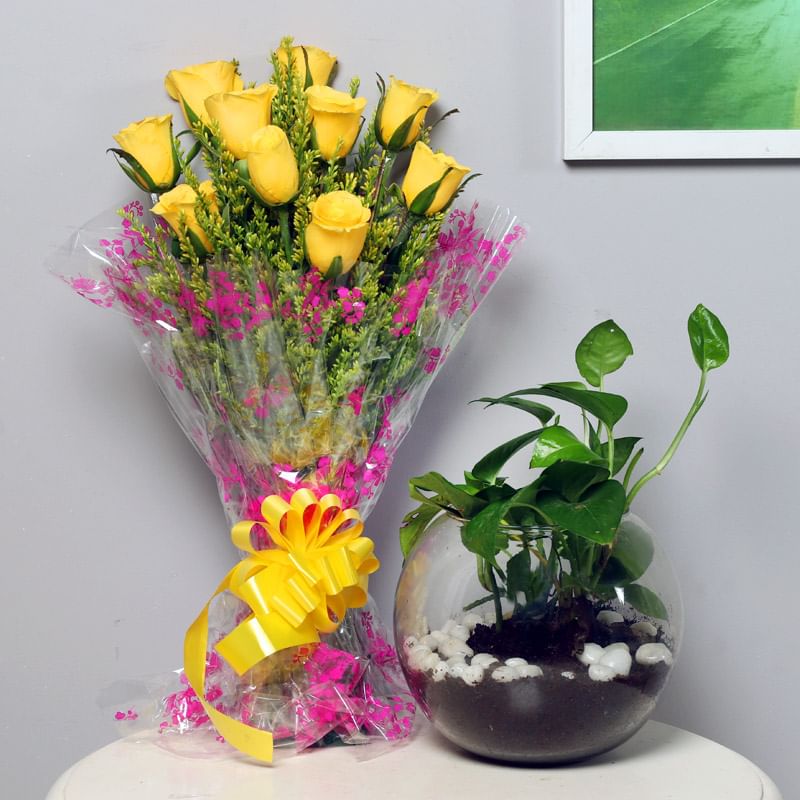 Yellow Good Luck Combo - Good Luck Plant Indoors in Gola Vase with Bunch of 10 Yellow Roses