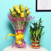 Yellow Lucky Combo - Good Luck Plant Indoors in Potpourri Vase with Bunch of 10 Yellow Roses