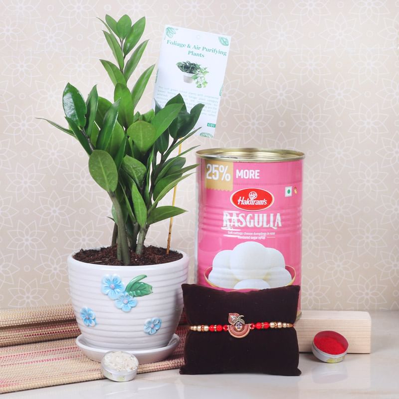 Zamia Plant with Rakhi and Sweets