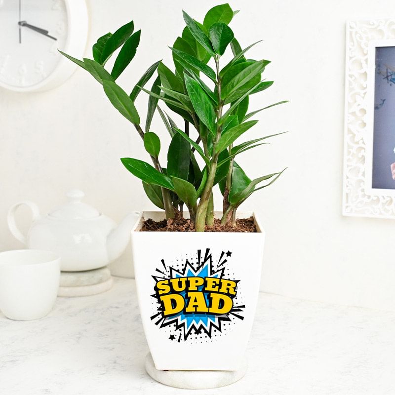 Zamia Super Dad Plant