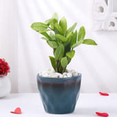 Zamioculcas Plant In Blue Grey Ceramic Pot