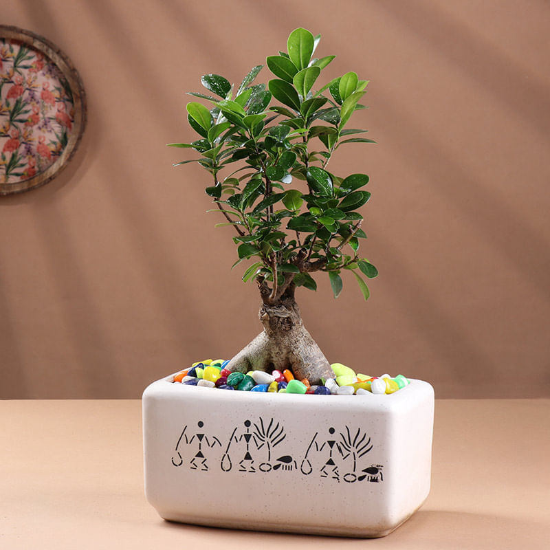 Zen Bonsai In Ceramic Pot