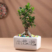 Zen Bonsai In Ceramic Pot