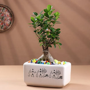 Zen Bonsai In Ceramic Pot