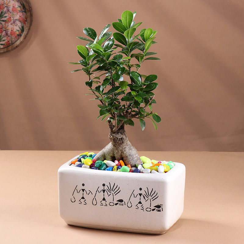 Product Image Video