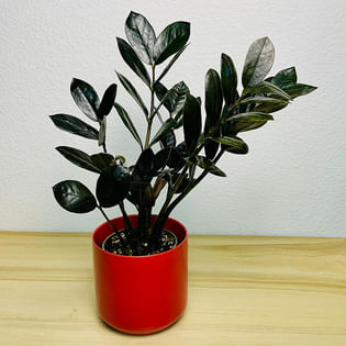 ZZ Black Plant In Red Pot