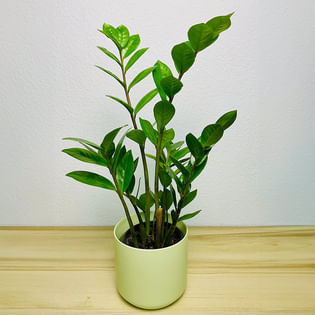 ZZ Green Plant In Pastel Pot