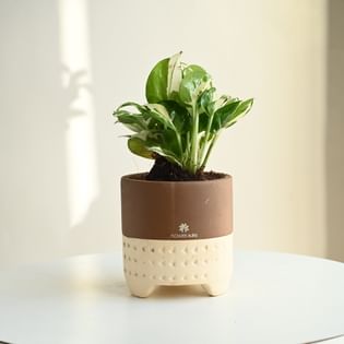 Zz Plant In Brown Terracotta Pot